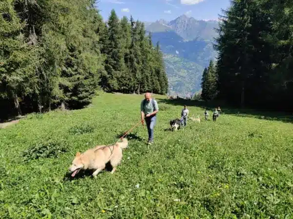 cani rando la plagne 1