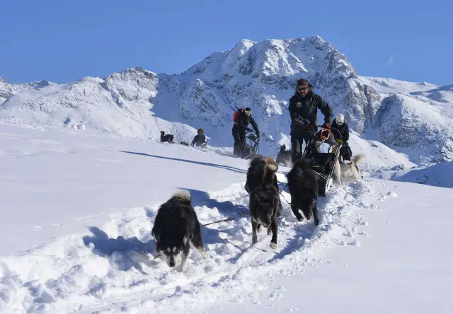 chiens traineaux la plagne